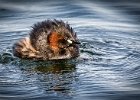 Little Grebe (Tachybaptus Ruficollis) - John Gorman (Open).jpg